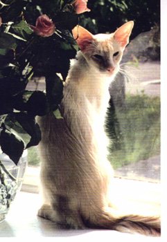 Cream Tabby Point Balinese