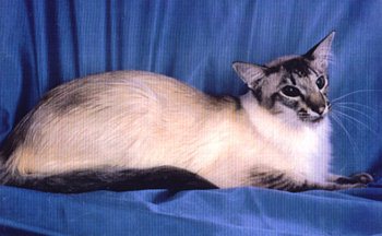 Seal Tabby Point Balinese